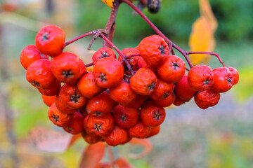 Autumn rowan with red dry berries close-up. Selective focus.