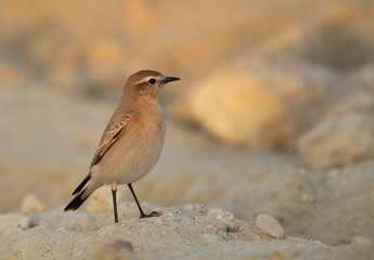 Isabelline Wheatear on sand of  Busaiteen coast, Bahrain