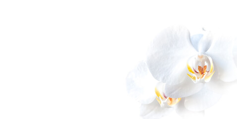 Fototapeta na wymiar white moth orchids isolated in a white background with copy space
