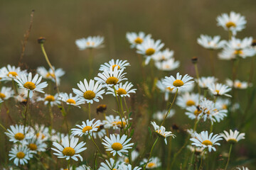 daisies on the hillside before sunset