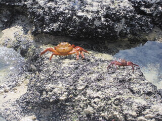 The Grapsus Grapsus / Sally Lightfoot Red Crab on the Galapagos Islands in Ecuador
