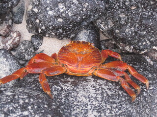 The Grapsus Grapsus / Sally Lightfoot Red Crab on the Galapagos Islands in Ecuador