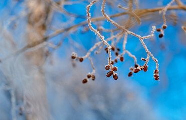 Obraz premium a branch of alder with young pine cones in the frost
