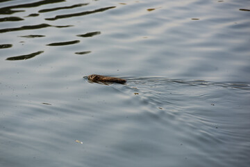 Wild muskrat swims in the water.