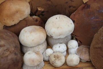 A lot of porcini mushrooms lying on the table, shot close-up on a clear sunny day.