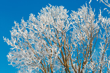 a tree with branches in frost on a bright blue sky on a Sunny frosty day