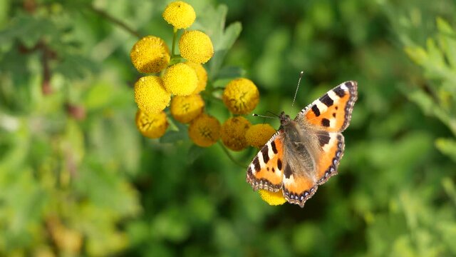A butterfly eats nectar on a tansy flower.