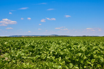 Beet field landscape,sugar beet grows in summer in the field