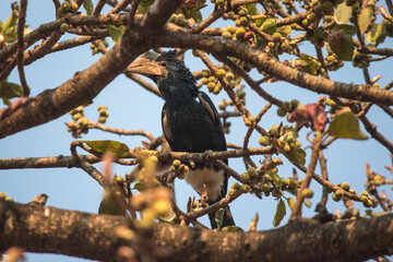 Silvery-cheeked hornbill (Bycanistes brevis) perched on a african wild ficus tree full of fruit to eat