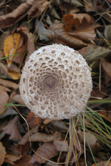 Mushroom (umbrella) in dry foliage, shot close-up on a clear sunny day.