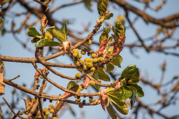 Close-up of african ficus tree branch and fig fruits