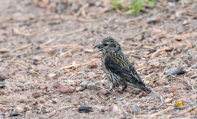 A Juvenile Type 2 Red Crossbill (Loxia curvirostra) Eats Gravel High in the Mountains of Colorado