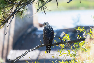 A Juvenile Migratory Common Black Hawk (Buteogallus anthracinus) Hunting From Trees at a Small Pond