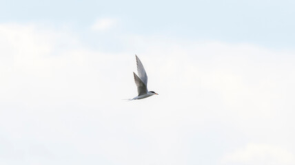 Forster's Tern (Sterna forsteri) Flying Against a Cloudy Blue Sky in Colorado