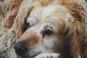 close up of a dog