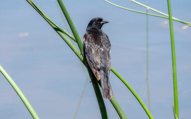 Red-winged Blackbird (Agelaius phoeniceus) Perched on a Cattail at a Wetland in Colorado