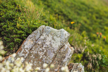 lichen on stone