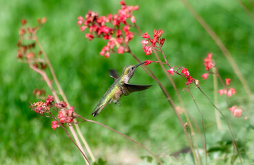 A Rufous Hummigbird (Selasphorus rufus) Drinks Nectar from Red Coral Bell Flowers (Heuchera) in an Urban Backyard in Colorado