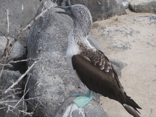 The Blue Footed Booby birds of the Galapagos Islands in Ecuador