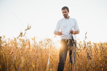 Agronomist inspecting soya bean crops growing in the farm field. Agriculture production concept. young agronomist examines soybean crop on field in summer. Farmer on soybean field