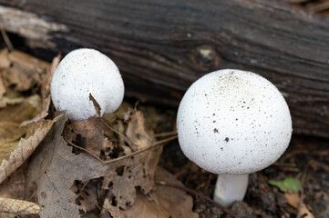 Pilz im Wald im Herbst