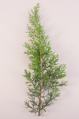 Evergreen plant branch on white background with space for writing
