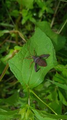 Black stinkbug on a leaf
