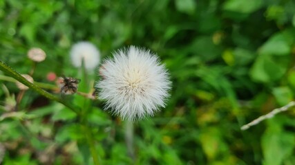 Dandelion