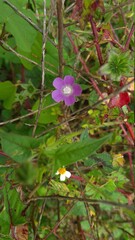 Obraz na płótnie Canvas Purple flower on a green background