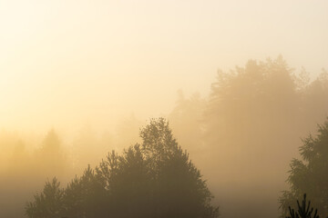 Forest covered with dense white fog during yellow sunrise in early autumn morning time