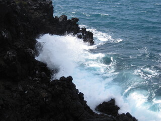 The flora and fauna of the Galapagos Islands