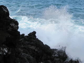 The flora and fauna of the Galapagos Islands