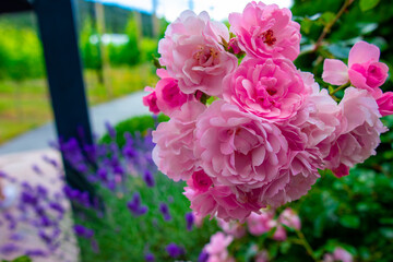 pink flower