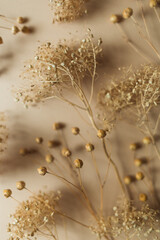 ripe dry herb on beige background. autumn dried flowers of neutral color. nature monochrome...
