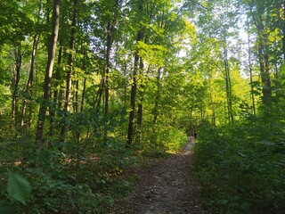 path in the forest