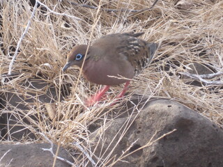 The flora and fauna of the Galapagos Islands