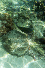 Acanthurus lineatus fish in the sea