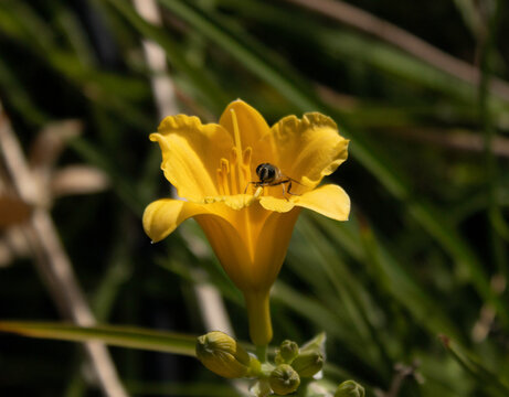 Garden with a brilliant orange daylily flowering.
