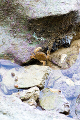 Crab seen in low tide during walk