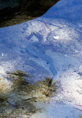 View of a  moray eel in low tide