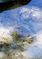 View of a  moray eel in low tide