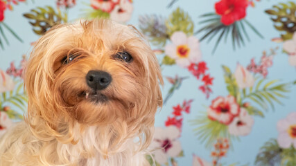 
Funny portrait of a female Yorkshire terrier making a face. Blue background with tropical...