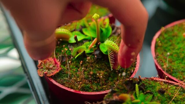 Venus flytrap (Dionaea Muscipula) excited with a finger and she attacks a person like an insect
