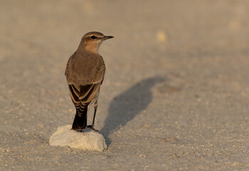 Isabelline Wheatear at Busaiteen coast of Bahrain in the morning hours