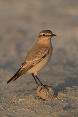 Isabelline Wheatear perched on a stone at Busaiteen coast of Bahrain