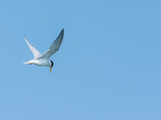 Tern Flying in a Clear Blue Sky