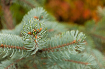 Photos natural background branch blue spruce growing in the park.