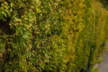 autumn landscape with bright colorful leaves.