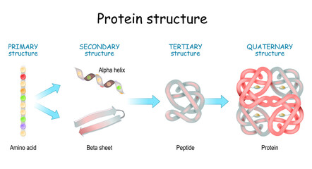 Protein structure levels. From Amino acid to Alpha helix, Beta sheet, peptide, and protein molecule.