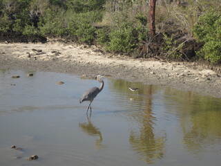 The nature and animals of the Galapagos Islands